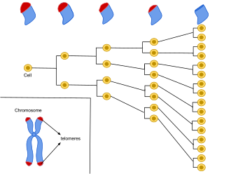 Senescent Cell Accumulation Mechanism — Scientific diagram
