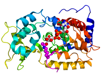 Sirtuin Enzyme Family and NAD+ Dependence — Scientific diagram