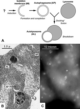 Autophagy Cellular Recycling Pathway — Scientific diagram