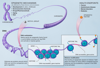 Biological Age vs Chronological Age — Scientific diagram