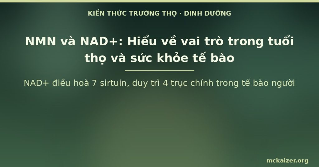 NAD+ điều hoà 7 sirtuin, duy trì 4 trục chính trong tế bào người