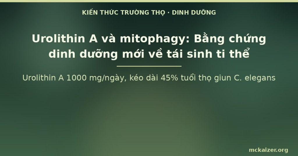 Urolithin A 1000 mg/ngày, kéo dài 45% tuổi thọ giun C. elegans