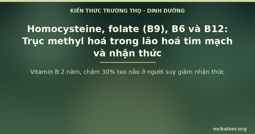 Vitamin B 2 năm, chậm 30% teo não ở người suy giảm nhận thức