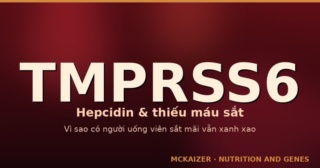 Thumbnail bài viết TMPRSS6 — hepcidin và thiếu máu thiếu sắt