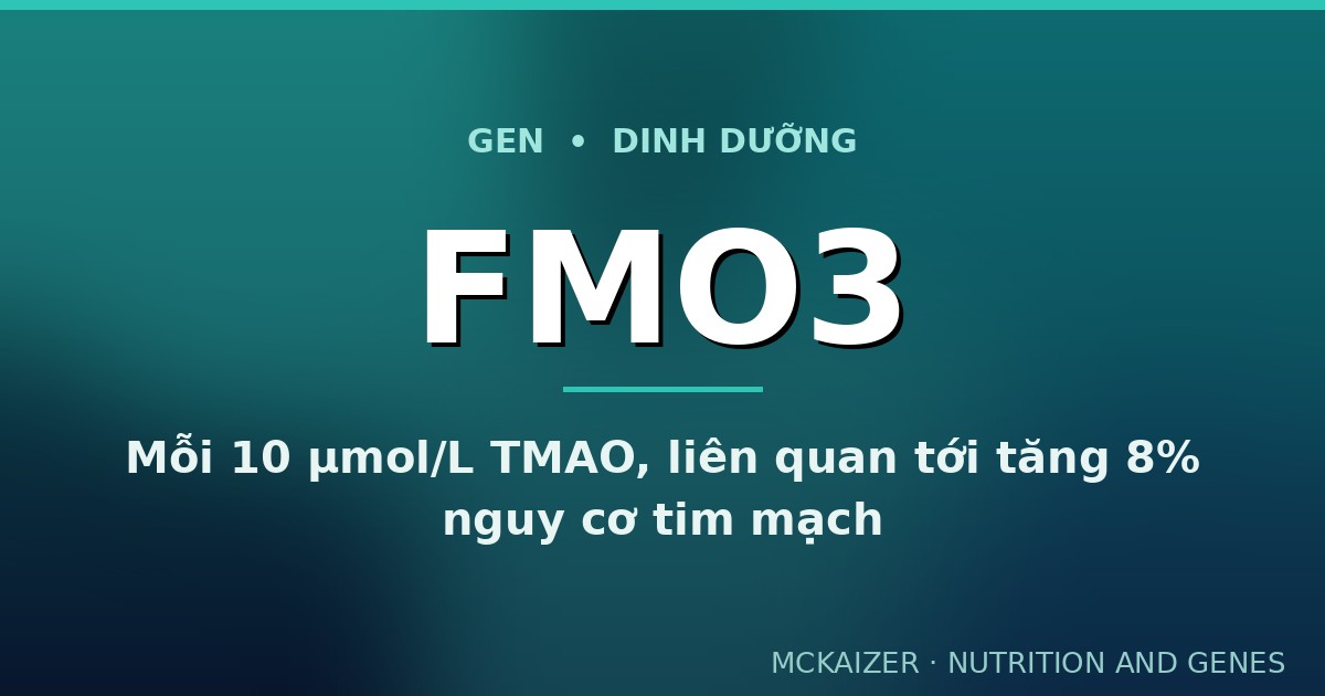 Minh hoạ bài viết về gen FMO3, TMAO, choline, carnitine và sức khoẻ tim mạch người Việt