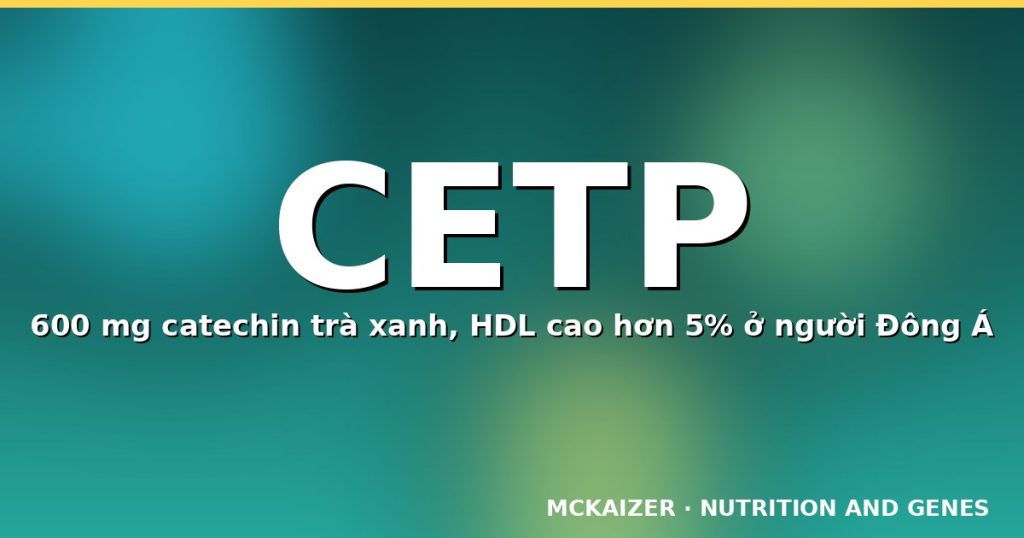 Gen CETP, HDL cholesterol và polyphenol trà xanh — minh hoạ MCKAIZER