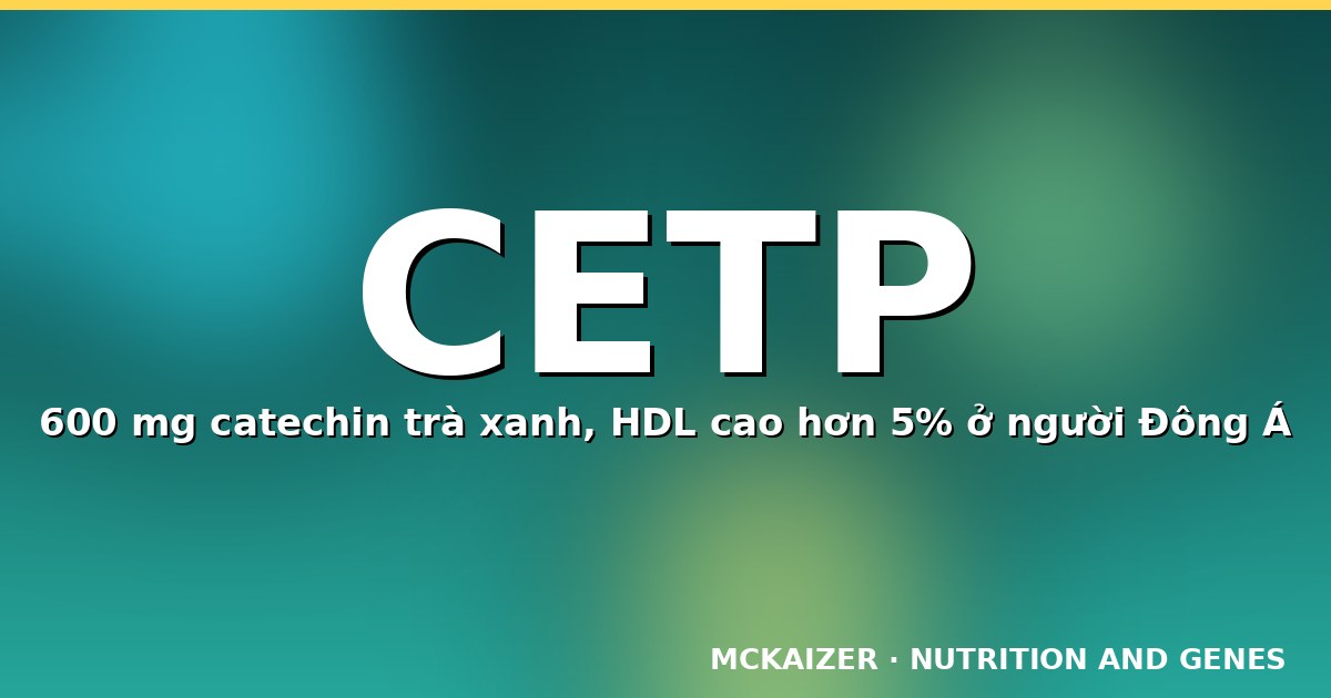 Gen CETP, HDL cholesterol và polyphenol trà xanh — minh hoạ MCKAIZER