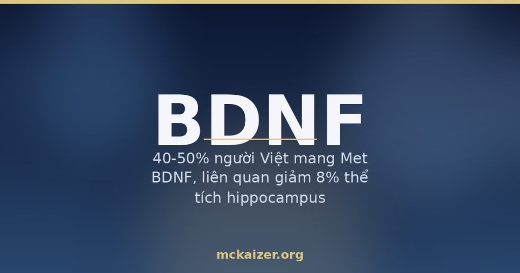 40-50% người Việt mang Met BDNF, liên quan giảm 8% thể tích hippocampus