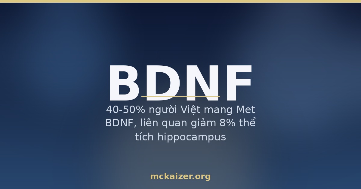 40-50% người Việt mang Met BDNF, liên quan giảm 8% thể tích hippocampus