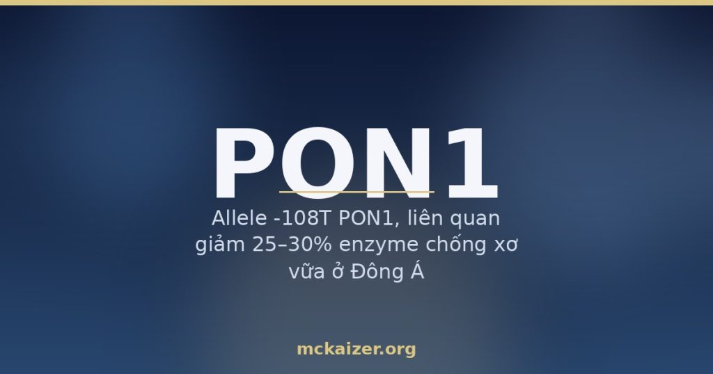 Allele -108T PON1, liên quan giảm 25–30% enzyme chống xơ vữa ở Đông Á