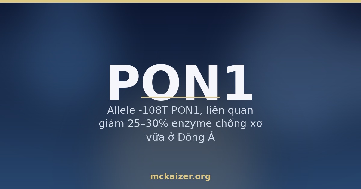 Allele -108T PON1, liên quan giảm 25–30% enzyme chống xơ vữa ở Đông Á