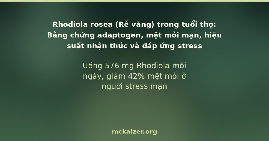 Rhodiola rosea — adaptogen từ vùng núi cao Bắc Âu và Siberia, bằng chứng RCT về mệt mỏi mạn và stress