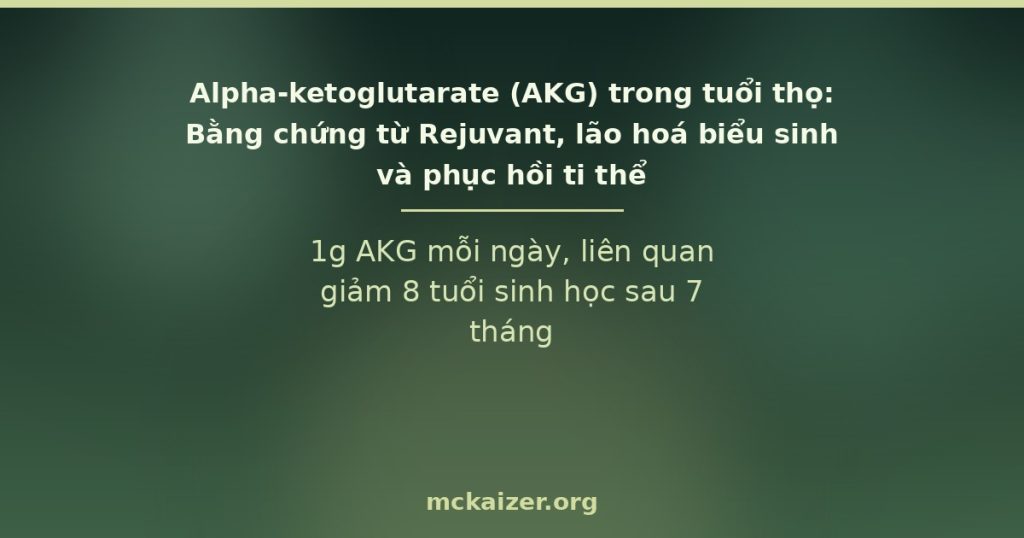 Alpha-ketoglutarate (AKG) trong tuổi thọ: Bằng chứng từ Rejuvant, lão hoá biểu sinh và phục hồi ti thể