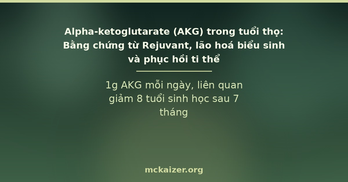 Alpha-ketoglutarate (AKG) trong tuổi thọ: Bằng chứng từ Rejuvant, lão hoá biểu sinh và phục hồi ti thể