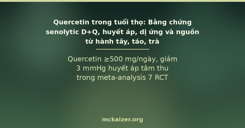 Quercetin trong tuổi thọ: Bằng chứng senolytic D+Q, huyết áp, dị ứng và nguồn từ hành tây, táo, trà