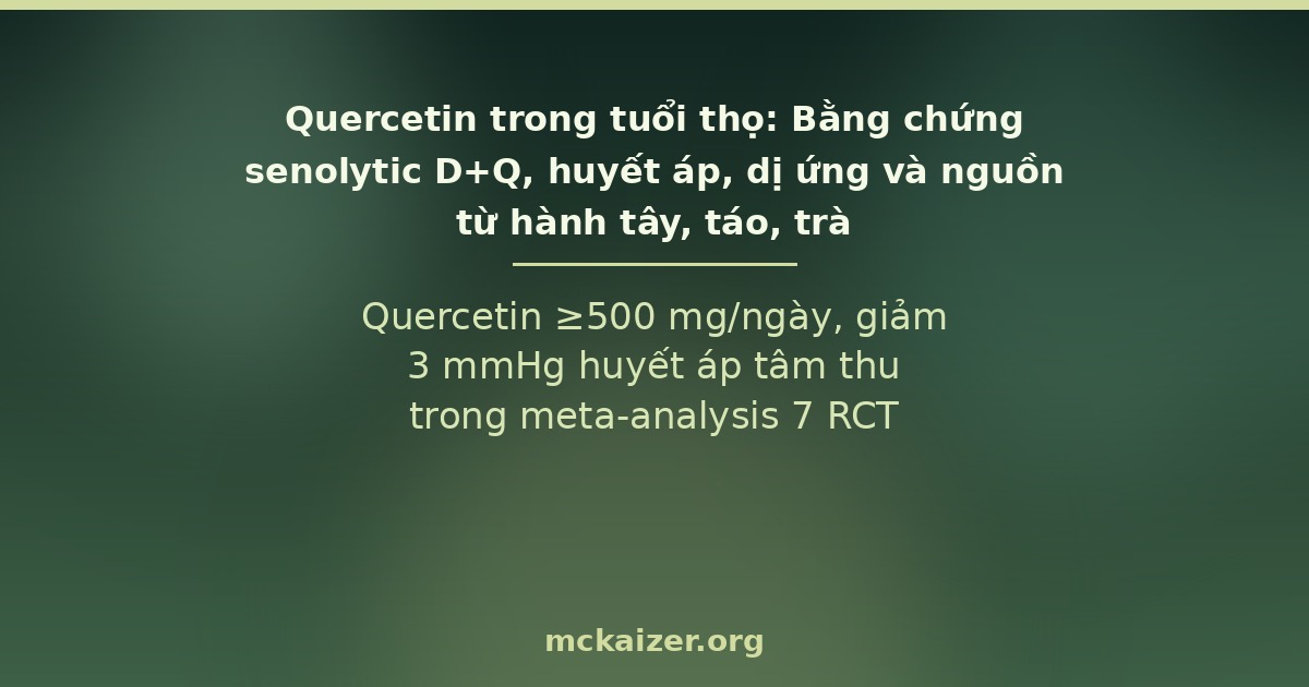 Quercetin trong tuổi thọ: Bằng chứng senolytic D+Q, huyết áp, dị ứng và nguồn từ hành tây, táo, trà