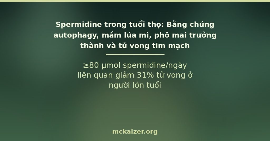 ≥80 µmol spermidine/ngày liên quan giảm 31% tử vong ở người lớn tuổi