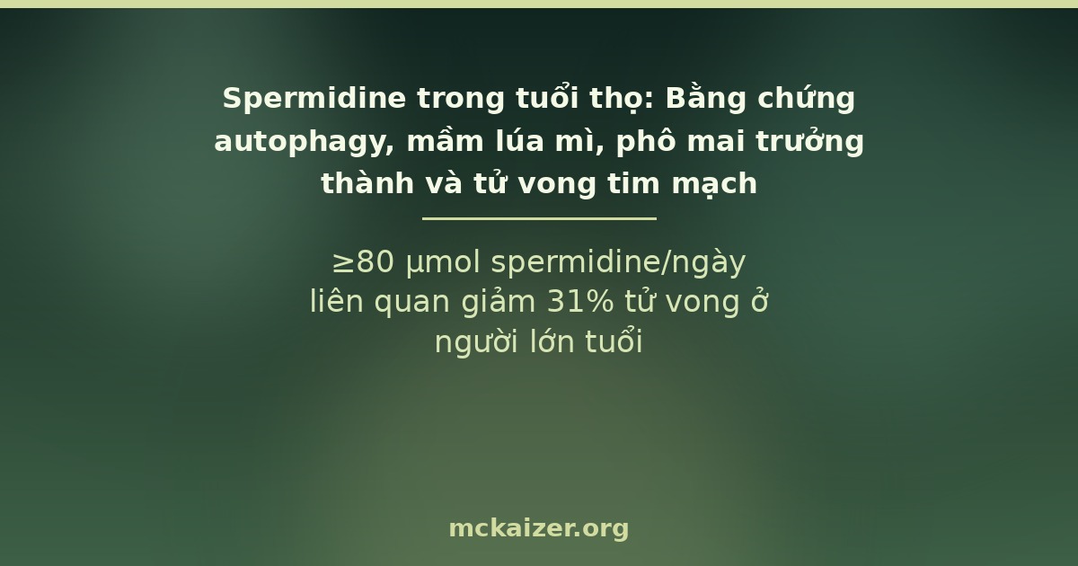 ≥80 µmol spermidine/ngày liên quan giảm 31% tử vong ở người lớn tuổi