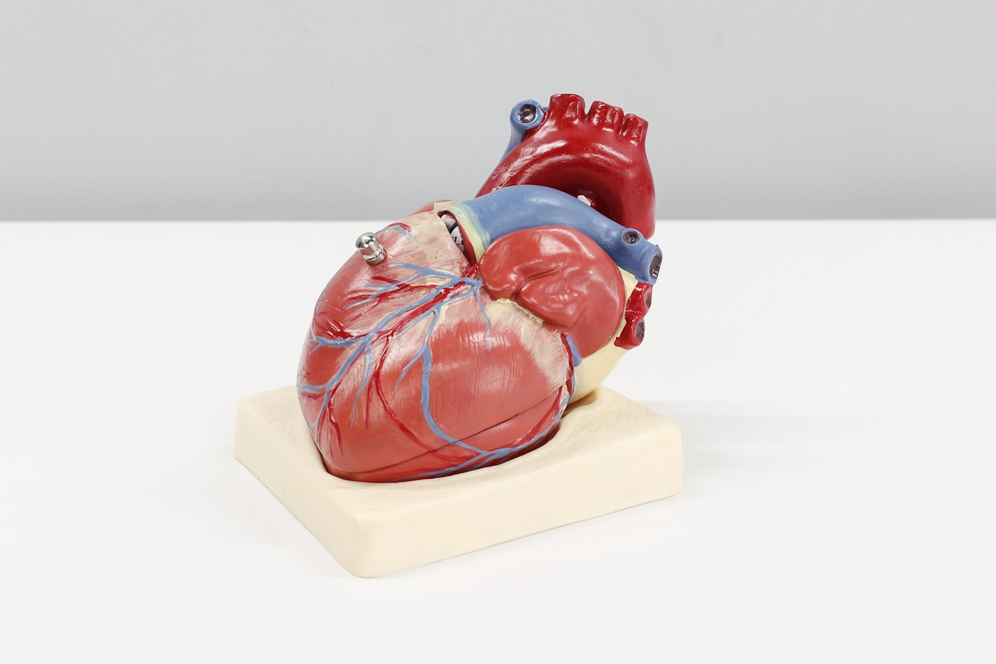 Your Heart Is Your Longevity Engine — Here Is How to Upgrade It — McKaizer Institute