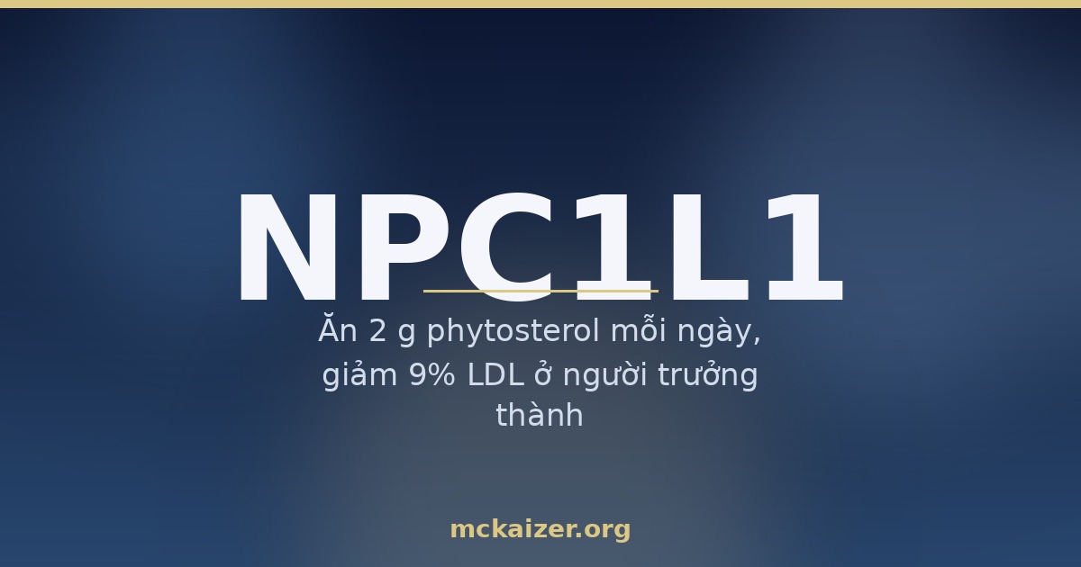 Gen NPC1L1, cholesterol và phytosterol — Ăn 2 g phytosterol mỗi ngày, giảm 9% LDL ở người trưởng thành