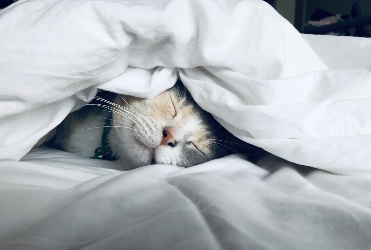 The Perfect Sleep Environment: Temperature, Light, Sound — Longevity Science