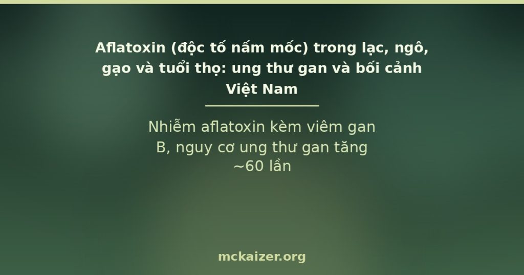 Nhiễm aflatoxin kèm viêm gan B, nguy cơ ung thư gan tăng ~60 lần