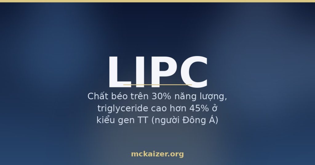 Gen LIPC, men lipase gan, chất béo và HDL cholesterol