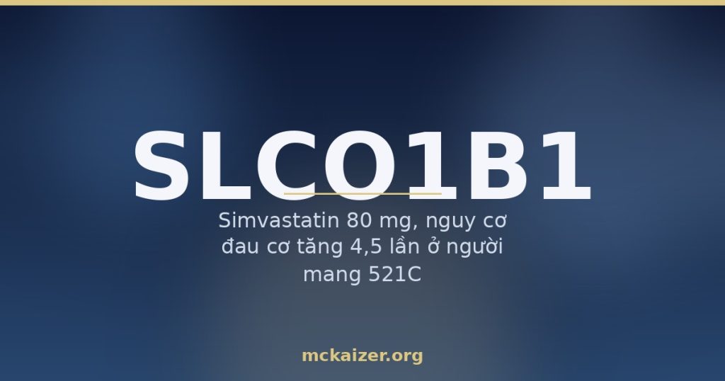 Minh hoạ gen SLCO1B1 (OATP1B1), statin và gạo men đỏ với nguy cơ đau cơ