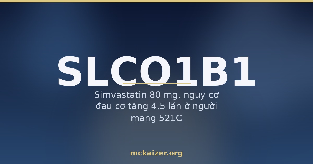 Minh hoạ gen SLCO1B1 (OATP1B1), statin và gạo men đỏ với nguy cơ đau cơ