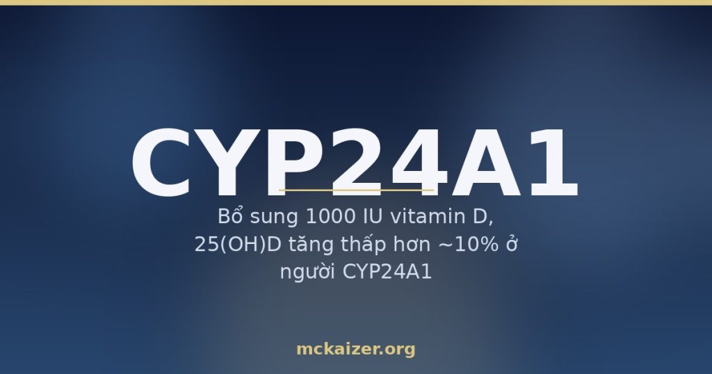 Gen CYP24A1, vitamin D và tăng canxi máu ở người Việt