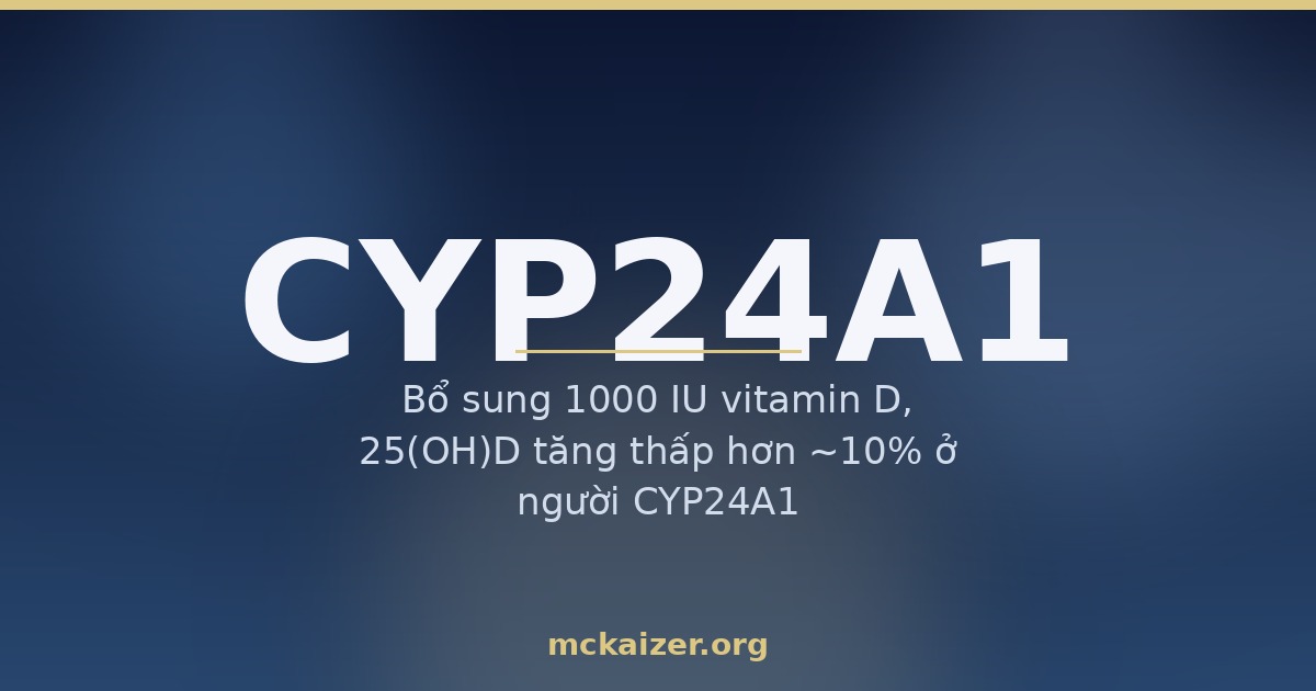 Gen CYP24A1, vitamin D và tăng canxi máu ở người Việt