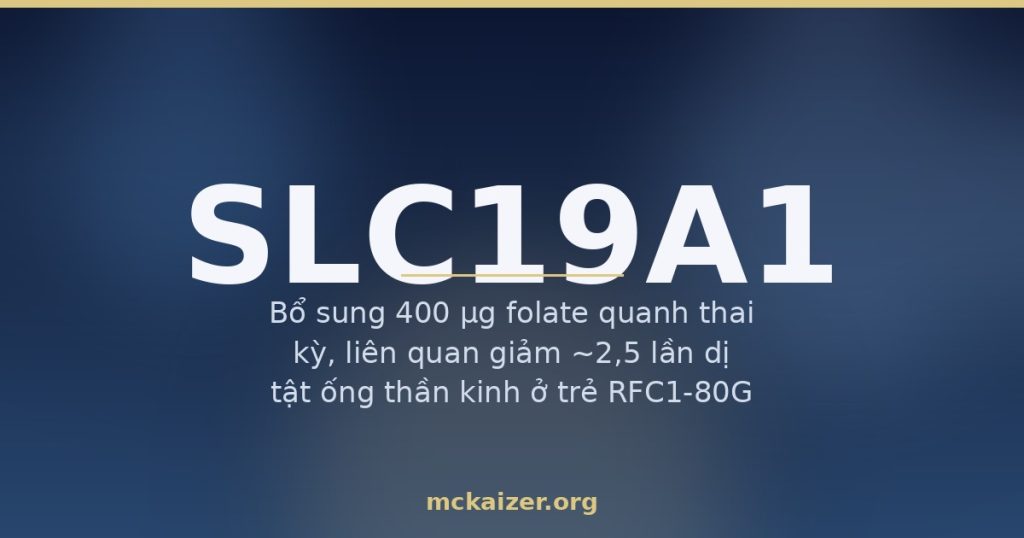 Gen SLC19A1 RFC1 folate axit folic thai kỳ homocysteine người Việt