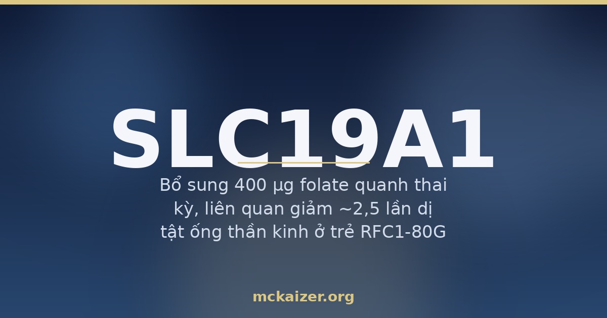 Gen SLC19A1 RFC1 folate axit folic thai kỳ homocysteine người Việt