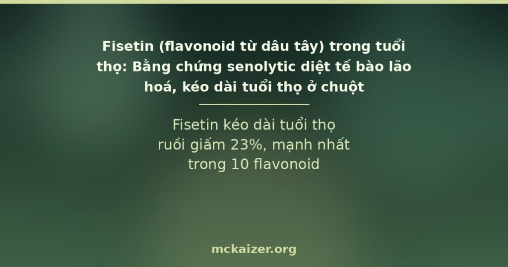 Fisetin kéo dài tuổi thọ ruồi giấm 23%, mạnh nhất trong 10 flavonoid