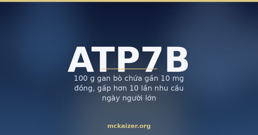 Gen ATP7B — đồng, gan bò, hải sản và cân bằng kẽm ở người Việt