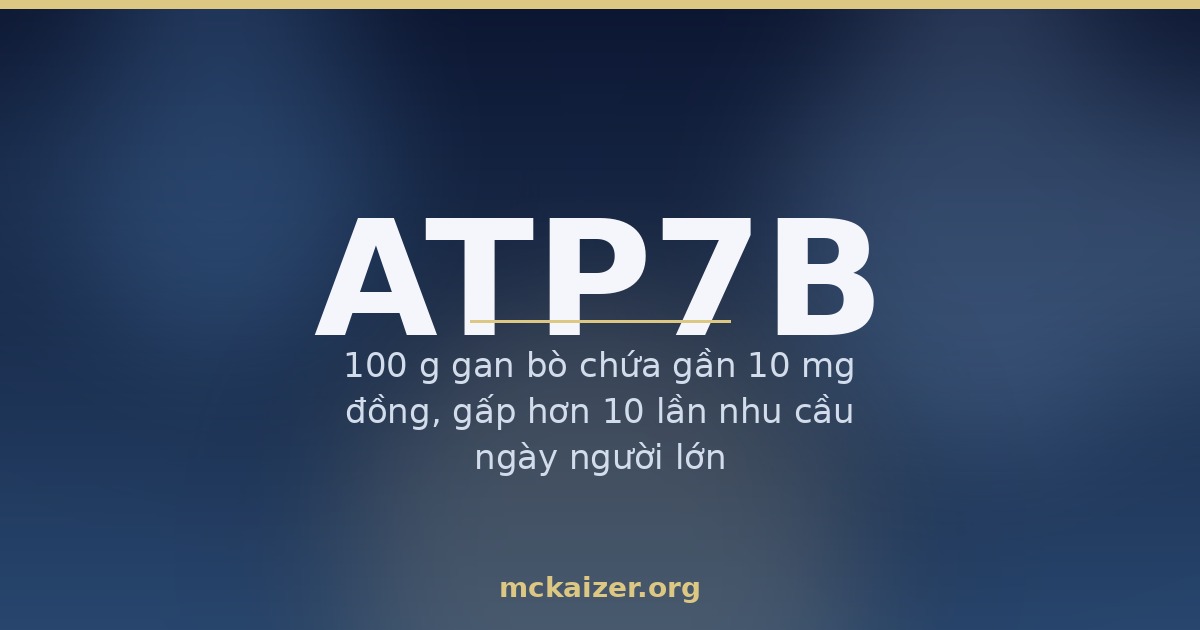 Gen ATP7B — đồng, gan bò, hải sản và cân bằng kẽm ở người Việt