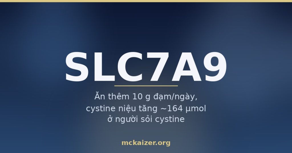 Ảnh bìa: gen SLC7A9, sỏi cystine, lượng nước và đạm trong khẩu phần người Việt