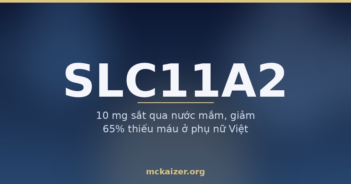 Ảnh bìa bài viết về gen SLC11A2 (DMT1): 10 mg sắt qua nước mắm, giảm 65% thiếu máu ở phụ nữ Việt